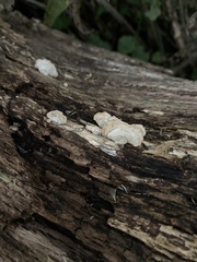 Trichaptum abietinum