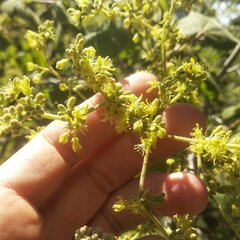 Heliocarpus terebinthinaceus