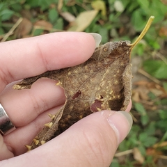 Celticecis spiniformis