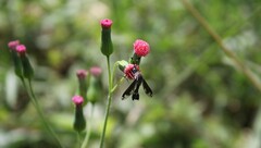Lepidophora cuneata