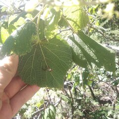 Heliocarpus terebinthinaceus