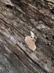 Trichaptum abietinum