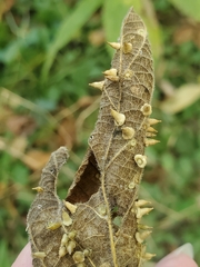 Celticecis spiniformis