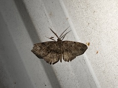 Melanolophia signataria