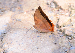 Charaxes bernardus