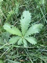 Potentilla recta