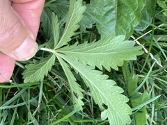 Potentilla recta