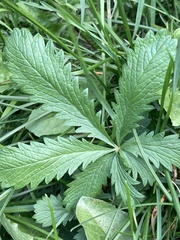 Potentilla recta