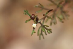 Cyanothamnus occidentalis