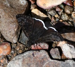 Erynnis tristis