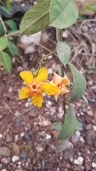 Mandevilla subsagittata