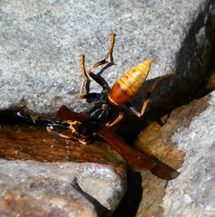 Polistes comanchus