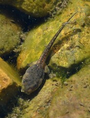 Hyla arenicolor
