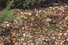 Cyanothamnus occidentalis