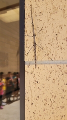 Megaphasma denticrus