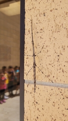 Megaphasma denticrus