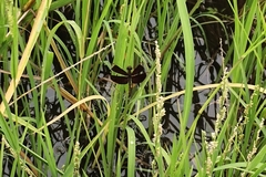 Neurothemis fluctuans