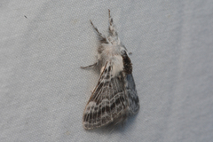 Tolype distincta