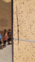 Megaphasma denticrus