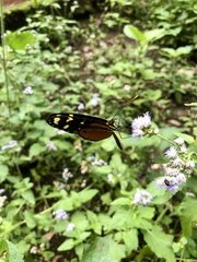 Nymphalidae