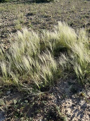 Scleropogon brevifolius