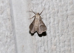 Digrammia continuata