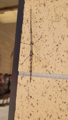 Megaphasma denticrus