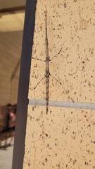 Megaphasma denticrus