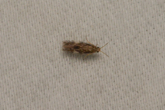 Hydroptilidae
