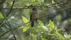 Sporophila
