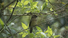Sporophila