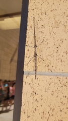 Megaphasma denticrus