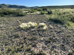 Scleropogon brevifolius