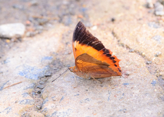 Charaxes bernardus