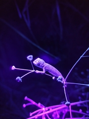 Chamaeleo chamaeleon