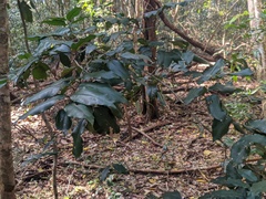 Mischocarpus pyriformis