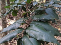 Mischocarpus pyriformis