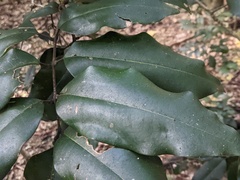Mischocarpus pyriformis