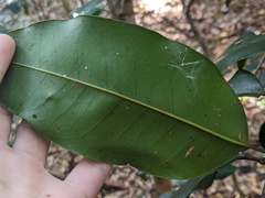 Mischocarpus pyriformis
