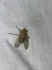Ormia