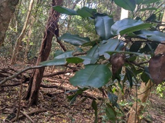 Mischocarpus pyriformis