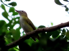 Vireo flavoviridis