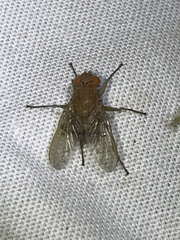 Ormia