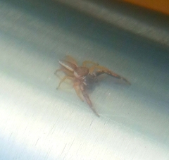 Hentzia