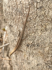 Cryptoblepharus cygnatus