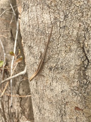 Cryptoblepharus cygnatus