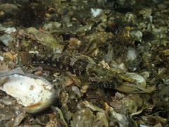 Bathygobius krefftii