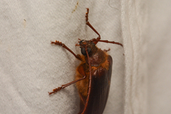 Tragosoma harrisii