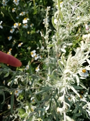 Artemisia ludoviciana