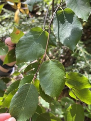 Amelanchier arborea